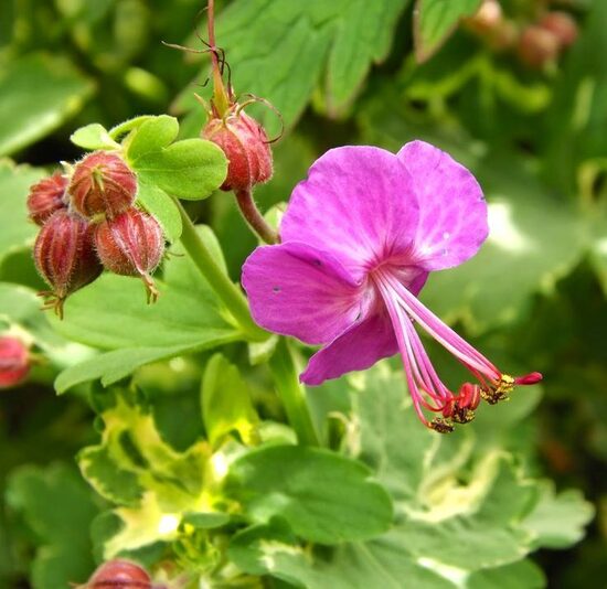 Geranium macrorrhizum Variegatum